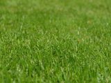 Er Turfline rullegræs det rette valg til min have?